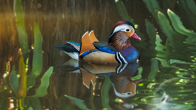 Обои картинки фото животные, утки, утка-мандаринка