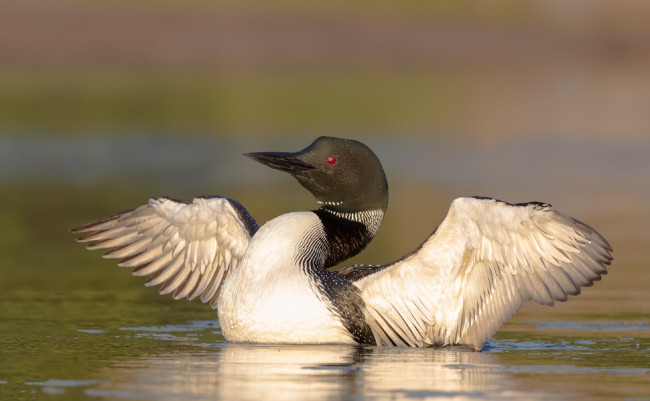Обои картинки фото животные, Чомги , поганки, птица