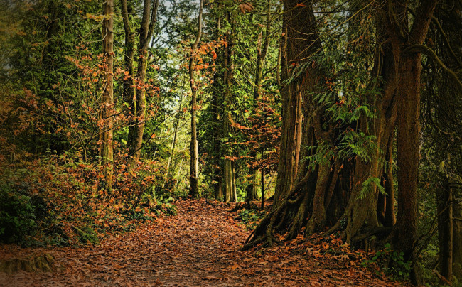 Обои картинки фото природа, лес, деревья