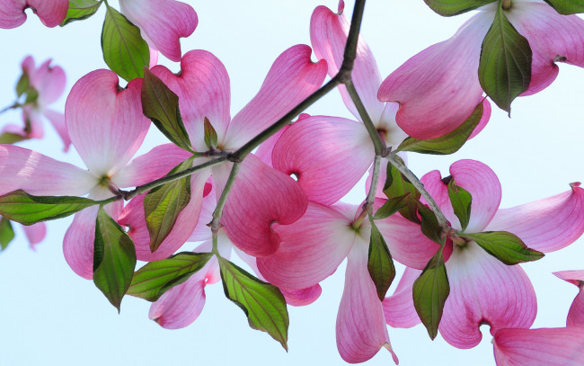 Обои картинки фото цветы, кизил, цветки, лепестки, ветки, макро, цветение