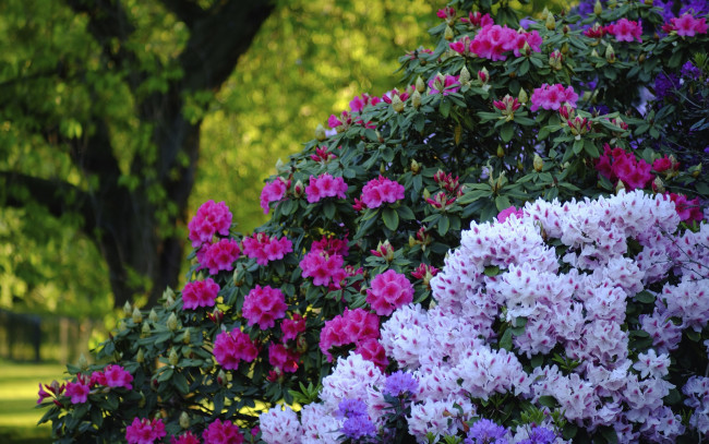 Обои картинки фото цветы, рододендроны , азалии, кусты, рододендроны