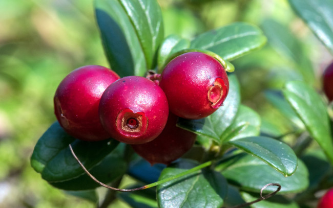 Обои картинки фото природа, Ягоды, макро, клюква