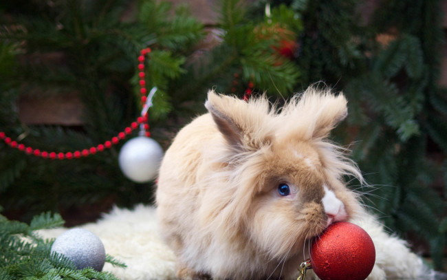 Обои картинки фото животные, кролики,  зайцы, ёлочные, игрушки, пушистый, кролик, шарики