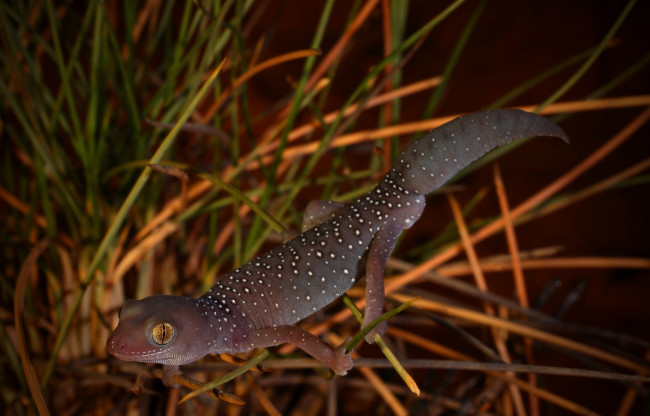 Обои картинки фото животные, Ящерицы,  игуаны,  вараны, хладнокровное