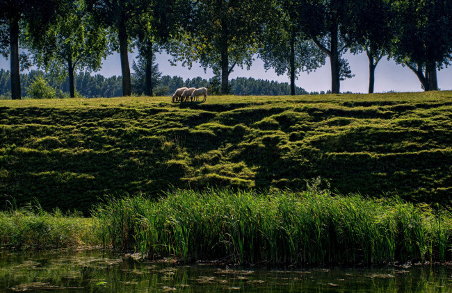 Обои картинки фото животные, овцы,  бараны