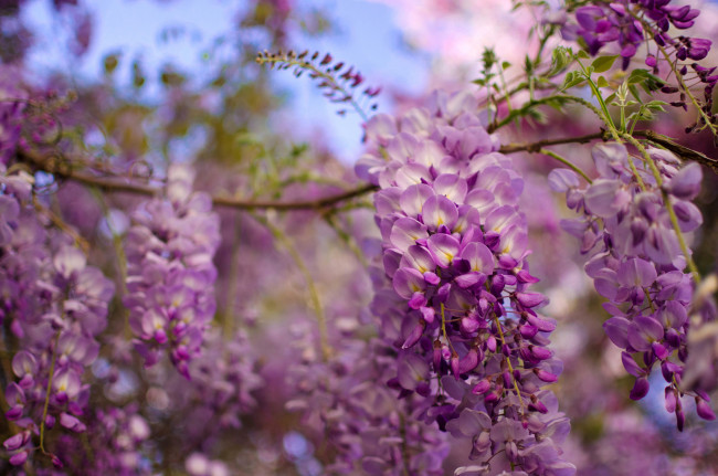 Обои картинки фото цветы, глициния, вистерия, соцветия, кисти, ветка, макро