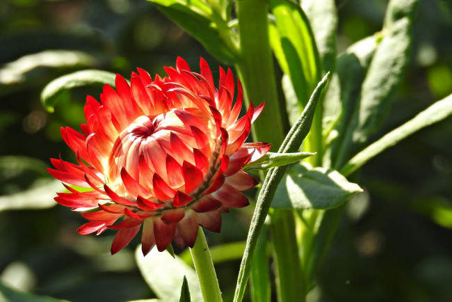 Обои картинки фото цветы, бессмертник, макро