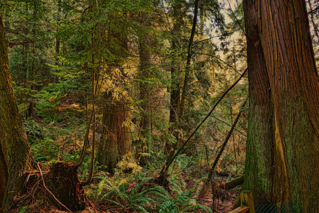 Обои картинки фото природа, лес, деревья