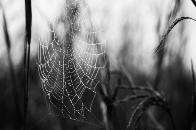 Обои картинки фото природа, макро, утро, паутина, роса