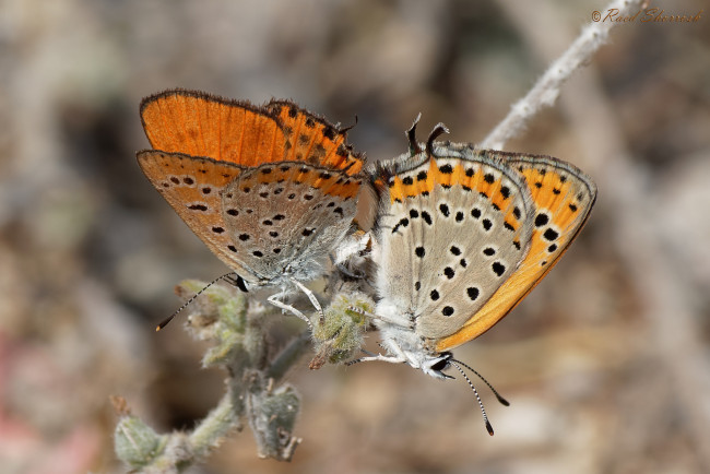 Обои картинки фото животные, бабочки,  мотыльки,  моли