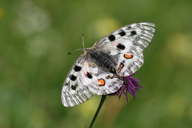 Обои картинки фото животные, бабочки,  мотыльки,  моли, бабочка