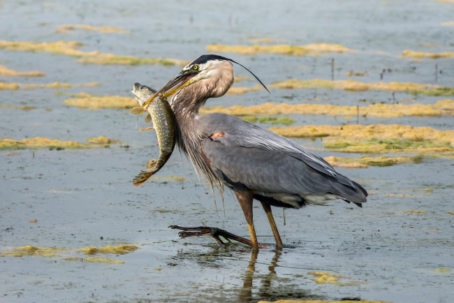 Обои картинки фото животные, цапли,  выпи, цапля, щука
