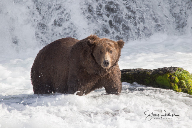 Обои картинки фото животные, медведи, медведь