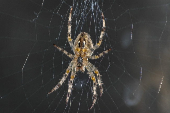 Обои картинки фото животные, пауки, паук