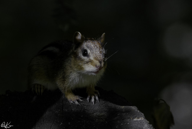 Обои картинки фото животные, бурундуки, бурундук