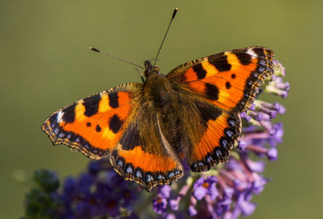 Обои картинки фото животные, бабочки,  мотыльки,  моли, бабочка
