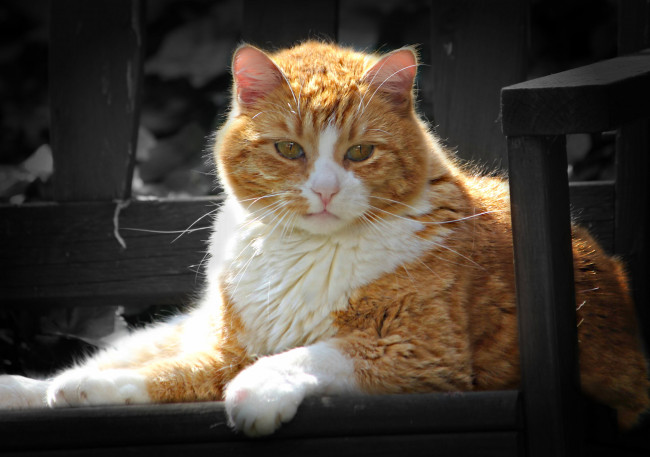 Обои картинки фото животные, коты, выжный, кот, котофей, котэ