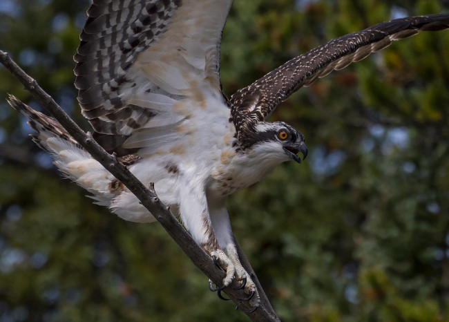 Обои картинки фото животные, птицы - хищники, хищник