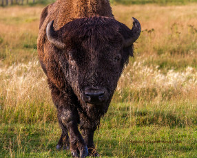 Картинка животные коровы +буйволы буйвол