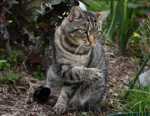 Картинка животные коты кот