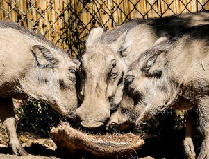 обоя животные, свиньи,  кабаны, кабаны