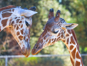 Картинка животные жирафы