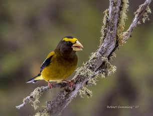 Картинка животные птицы птичка