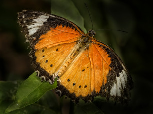 Картинка животные бабочки +мотыльки +моли бабочка