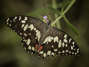 Картинка животные бабочки +мотыльки +моли бабочка