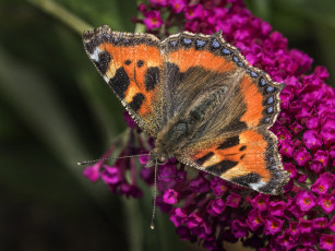 Картинка животные бабочки +мотыльки +моли бабочка