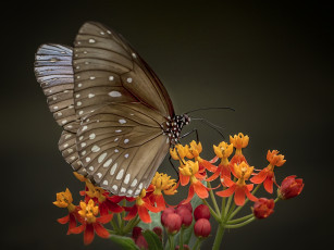 Картинка животные бабочки +мотыльки +моли бабочка