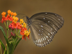 Картинка животные бабочки +мотыльки +моли бабочка