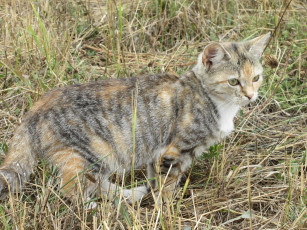 Картинка животные коты кошка