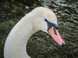 Картинка животные лебеди портрет