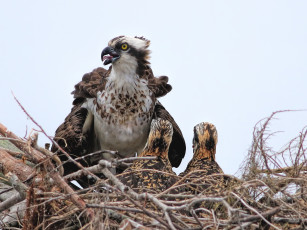 Картинка животные птицы+-+хищники птицы