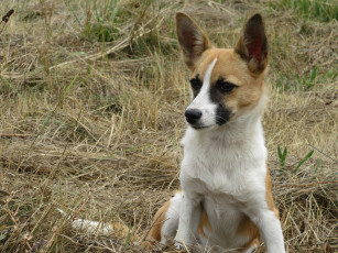 Картинка животные собаки собака