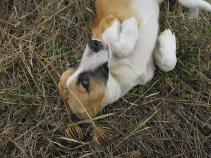 Картинка животные собаки собака