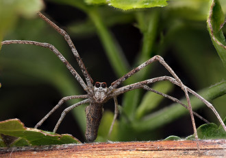 Картинка животные пауки паук