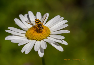Картинка животные насекомые муха