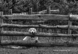 Картинка животные собаки собака