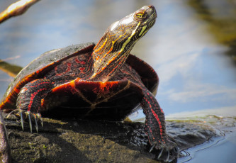 Картинка животные Черепахи черепаха