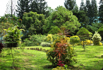 Картинка природа парк деревья