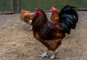Картинка животные куры +петухи петух