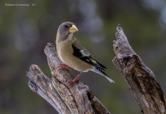 Картинка животные щеглы +чижи птичка
