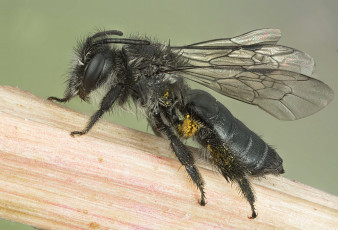 Картинка животные пчелы +осы +шмели оса