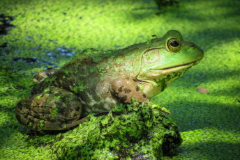 Картинка животные лягушки лягушка