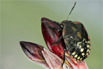 Картинка животные насекомые жук