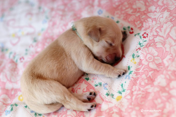 Картинка животные собаки щенок