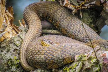 Картинка животные змеи +питоны +кобры змея
