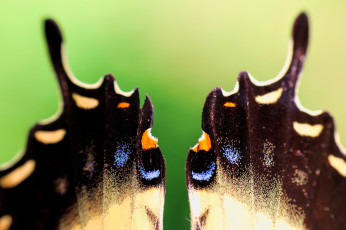 Картинка разное -+другое крылья